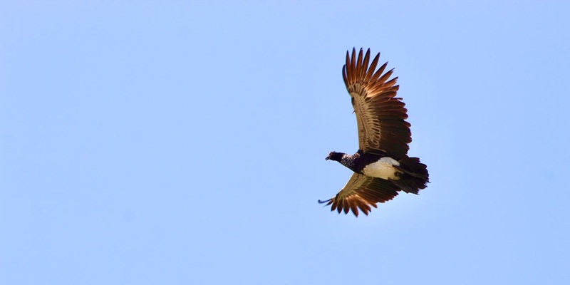 Beginner birdwatching in the Amazon rainforest